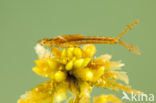Northern Damselfly (Coenagrion hastulatum)