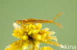 Northern Damselfly (Coenagrion hastulatum)