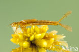 Northern Damselfly (Coenagrion hastulatum)