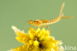 Northern Damselfly (Coenagrion hastulatum)