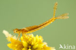 Northern Damselfly (Coenagrion hastulatum)