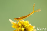Northern Damselfly (Coenagrion hastulatum)