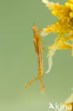 Northern Damselfly (Coenagrion hastulatum)