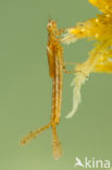 Speerwaterjuffer (Coenagrion hastulatum) 