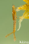 Northern Damselfly (Coenagrion hastulatum)