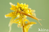 Northern Damselfly (Coenagrion hastulatum)