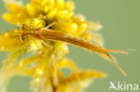 Northern Damselfly (Coenagrion hastulatum)