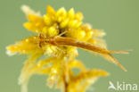 Northern Damselfly (Coenagrion hastulatum)