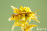 Northern Damselfly (Coenagrion hastulatum)
