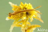 Northern Damselfly (Coenagrion hastulatum)