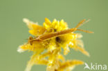 Northern Damselfly (Coenagrion hastulatum)