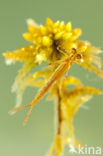 Northern Damselfly (Coenagrion hastulatum)