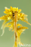 Northern Damselfly (Coenagrion hastulatum)