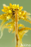 Northern Damselfly (Coenagrion hastulatum)