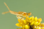 Northern Damselfly (Coenagrion hastulatum)