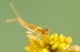 Northern Damselfly (Coenagrion hastulatum)