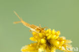 Northern Damselfly (Coenagrion hastulatum)