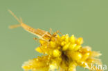 Northern Damselfly (Coenagrion hastulatum)