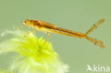 Northern Damselfly (Coenagrion hastulatum)