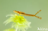 Northern Damselfly (Coenagrion hastulatum)