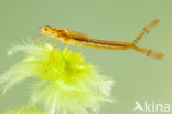 Northern Damselfly (Coenagrion hastulatum)
