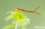 Northern Damselfly (Coenagrion hastulatum)