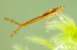 Northern Damselfly (Coenagrion hastulatum)