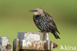 Spreeuw (Sturnus vulgaris)