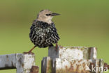 Spreeuw (Sturnus vulgaris)