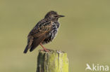 European Starling (Sturnus vulgaris)