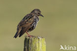European Starling (Sturnus vulgaris)