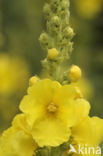 Stalkaars (Verbascum densiflorum)