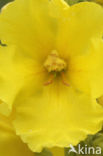 Denseflowered Mullein (Verbascum densiflorum)