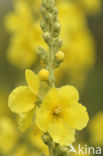 Denseflowered Mullein (Verbascum densiflorum)