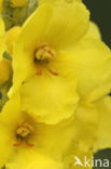 Denseflowered Mullein (Verbascum densiflorum)