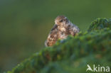 Steenloper (Arenaria interpres)