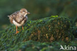 Steenloper (Arenaria interpres)