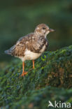 Steenloper (Arenaria interpres)