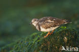 Steenloper (Arenaria interpres)