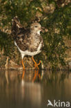 Steenloper (Arenaria interpres)