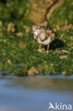 Steenloper (Arenaria interpres)