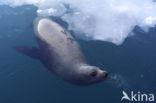 Steller s Sea lion (Eumetopias jubatus) 