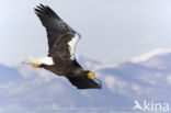 Steller s sea eagle (Haliaeetus pelagicus) 