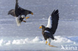 Steller s sea eagle (Haliaeetus pelagicus) 