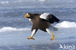 Steller s sea eagle (Haliaeetus pelagicus) 