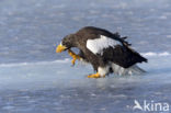 Steller s sea eagle (Haliaeetus pelagicus) 