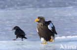 Steller s sea eagle (Haliaeetus pelagicus) 