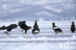 Stellers Zeearend (Haliaeetus pelagicus) 