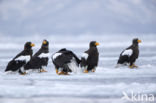 Steller s sea eagle (Haliaeetus pelagicus) 