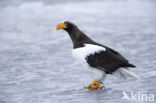 Stellers Zeearend (Haliaeetus pelagicus) 